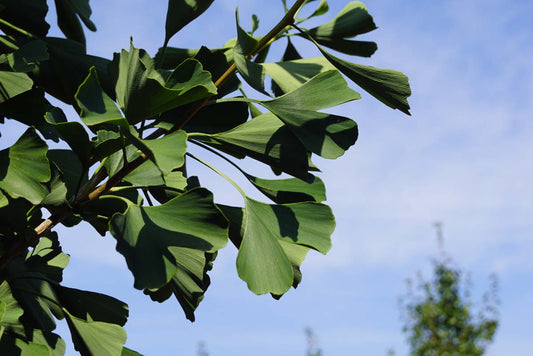 Ginkgo biloba 'Fastigiata' op stam