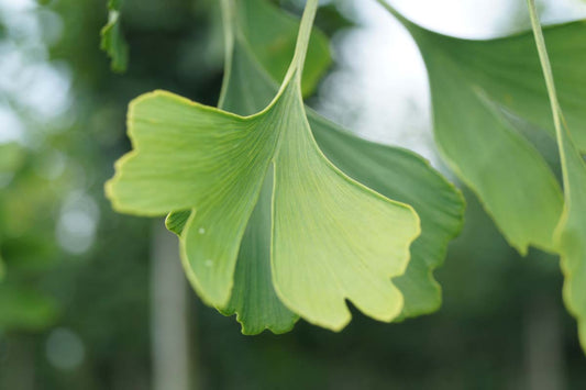 Ginkgo biloba 'Horizontalis' op stam