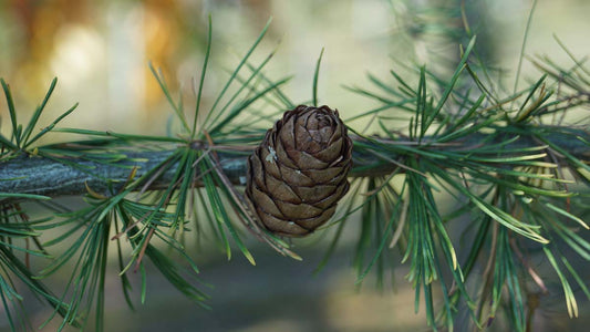 Larix decidua haagplant