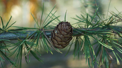 Larix decidua op stam