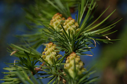 Larix kaempferi Tuinplanten