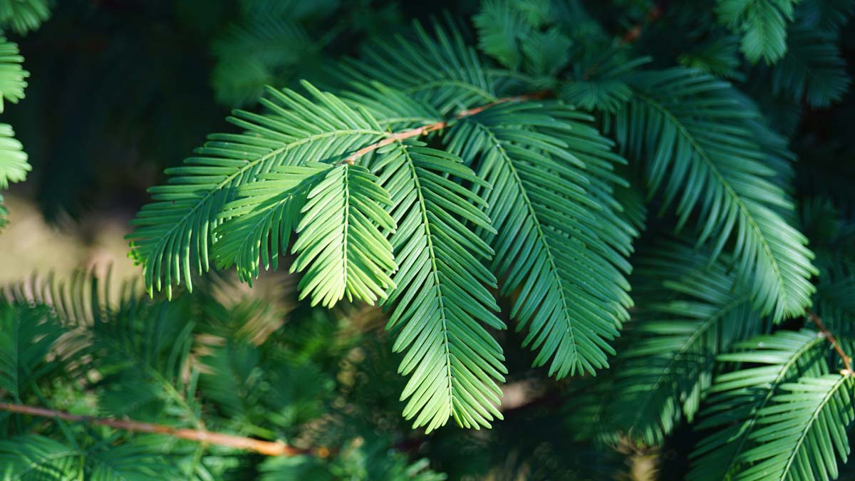 Metasequoia glyptostroboides meerstammig / struik