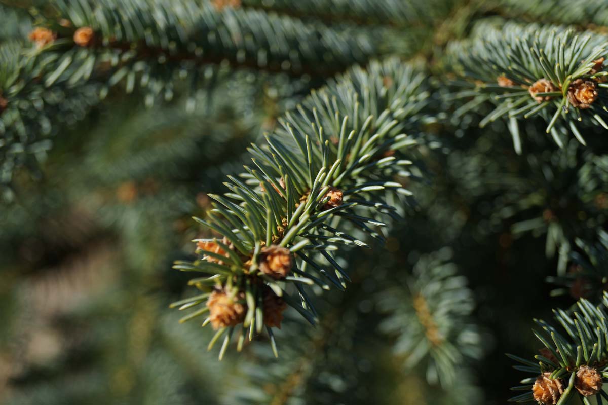 Picea pungens solitair naald