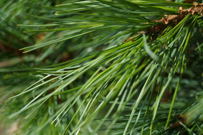 Pinus cembra meerstammig / struik naald