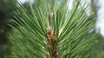 Pinus nigra nigra meerstammig / struik naald