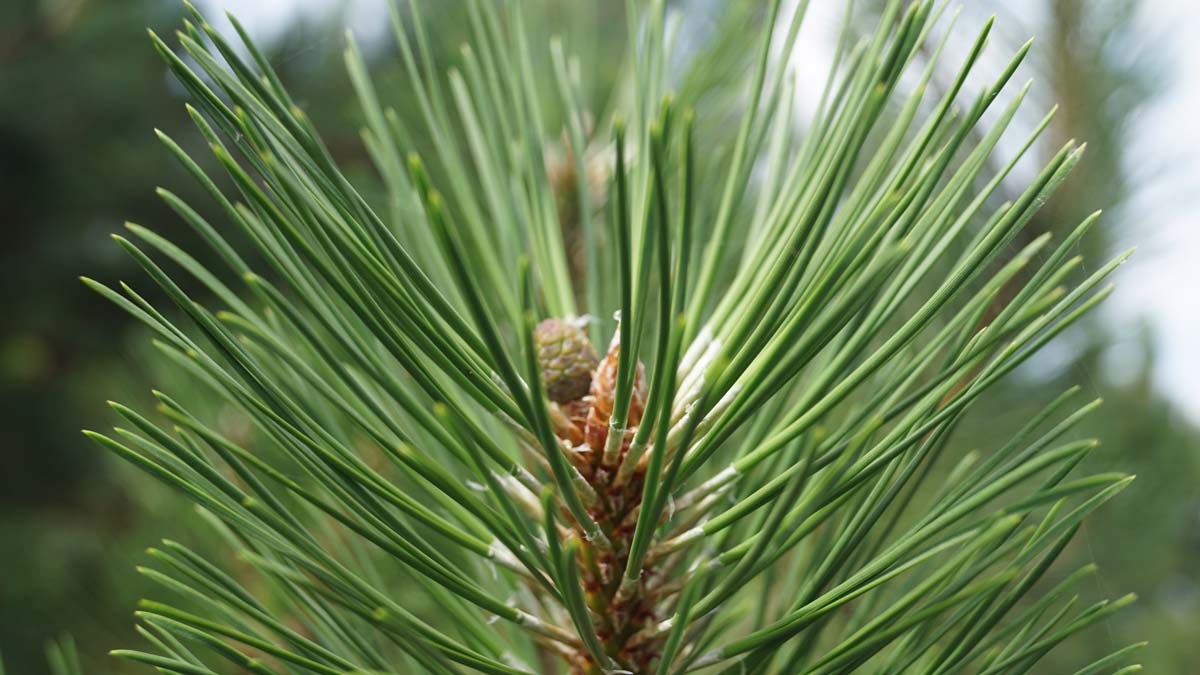 Pinus nigra nigra op stam naald