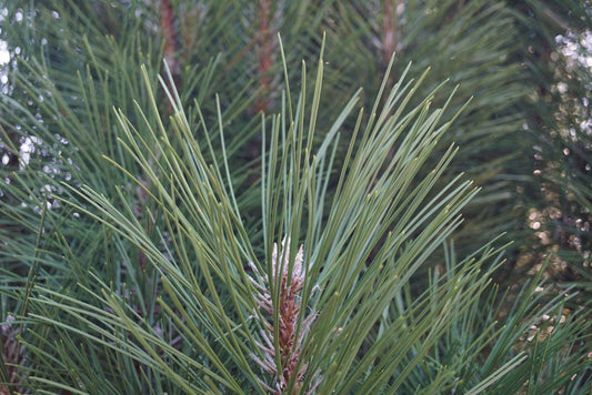 Pinus nigra 'Pyramidalis' naald