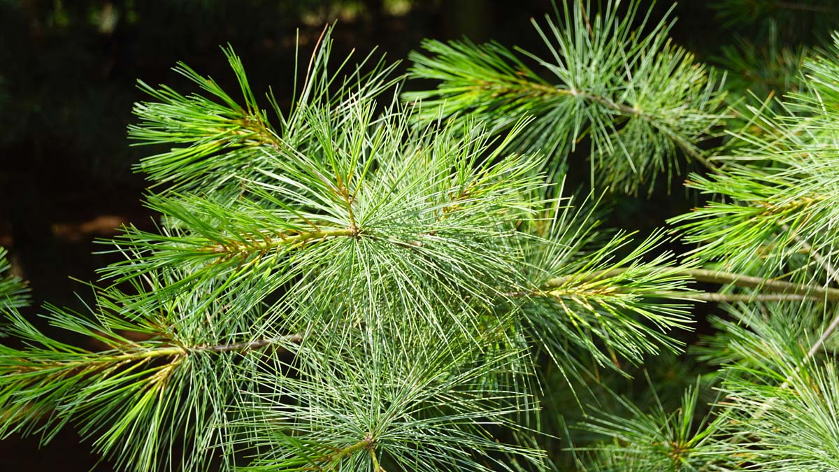 Pinus strobus op stam