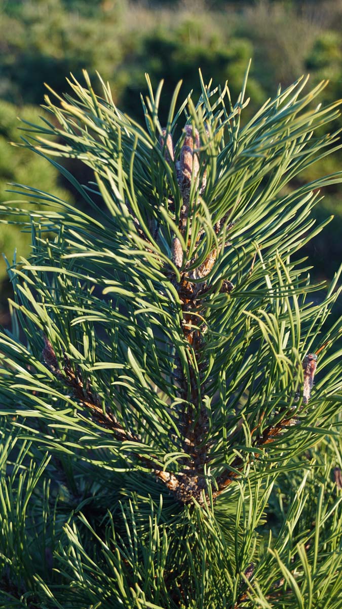 Pinus mugo uncinata