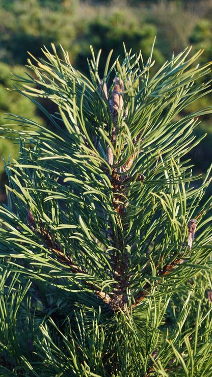 Pinus mugo uncinata