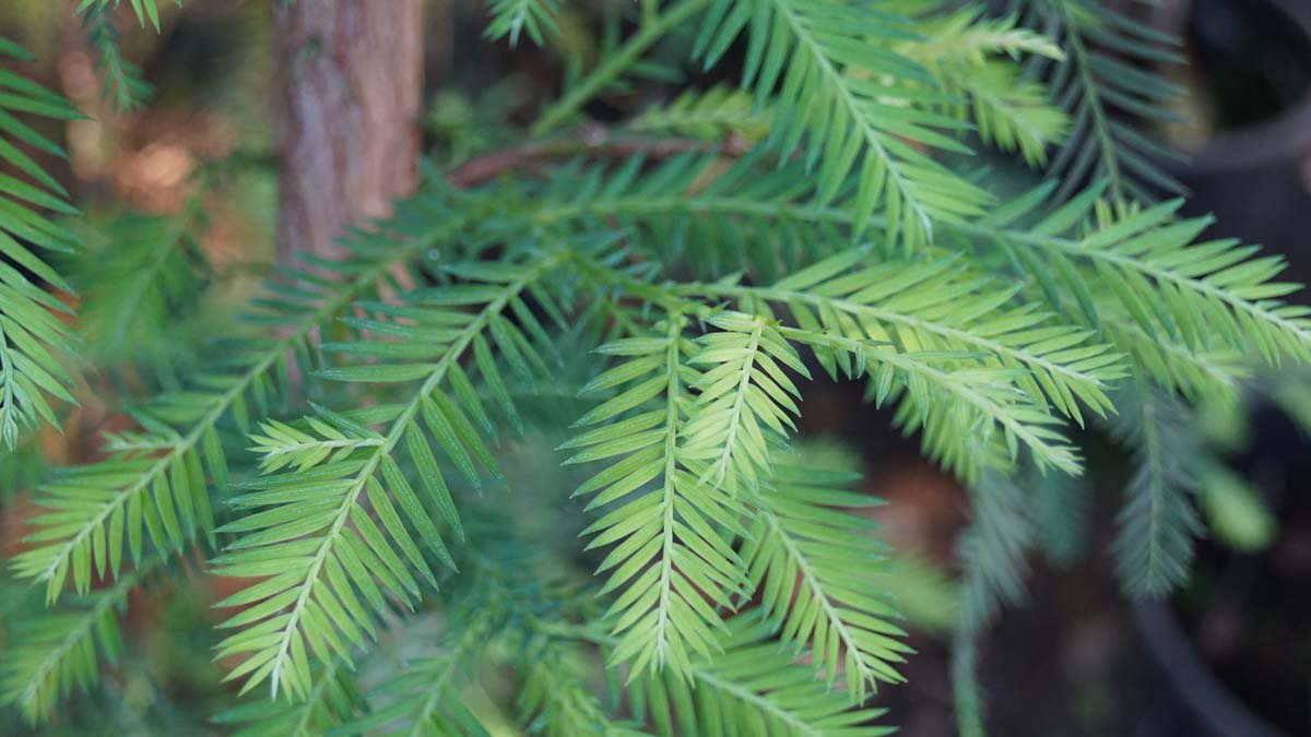 Sequoia sempervirens op stam naald