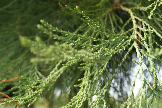 Sequoiadendron giganteum op stam naald