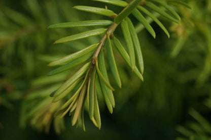 Taxus baccata leiboom