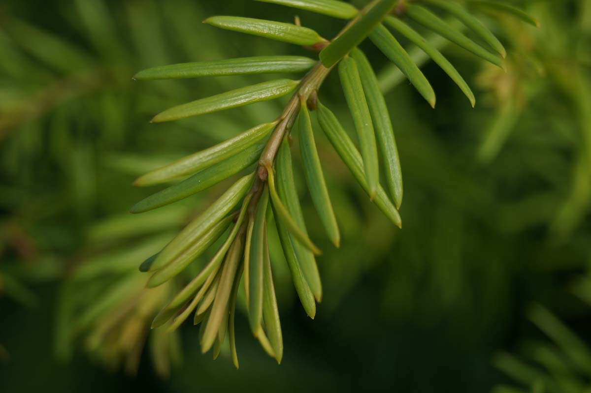 Taxus baccata haagplant