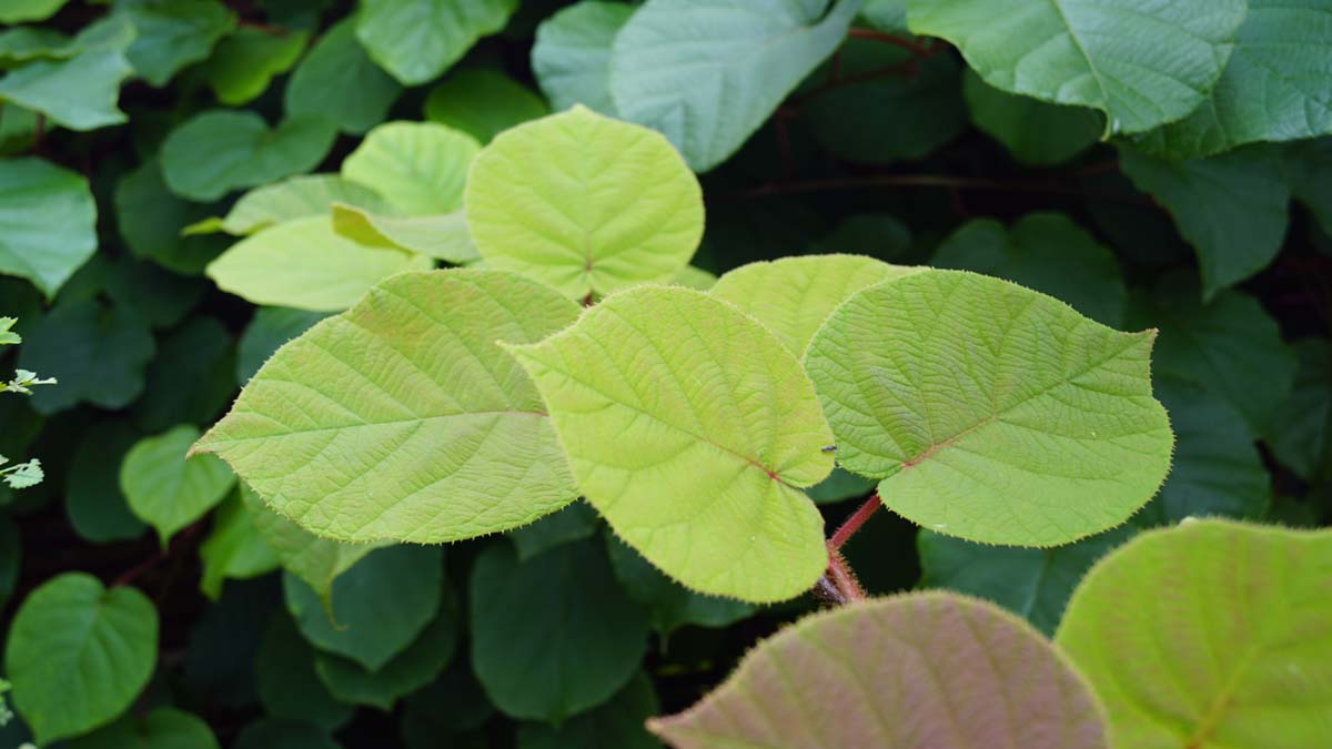 Actinidia deliciosa 'Hayward'