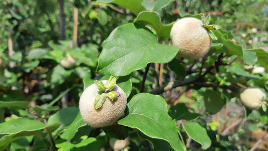 Cydonia oblonga 'Champion' Tuinplanten