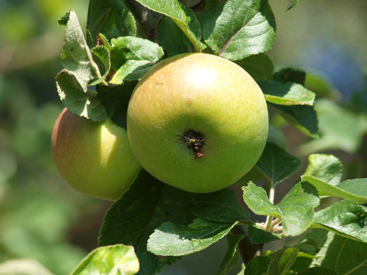 Malus domestica 'Alkmene' op stam