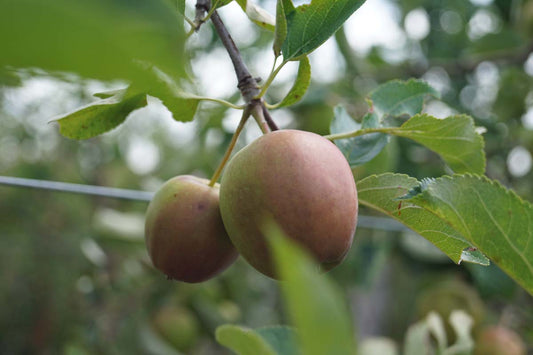 Malus domestica 'Pinova' leiboom