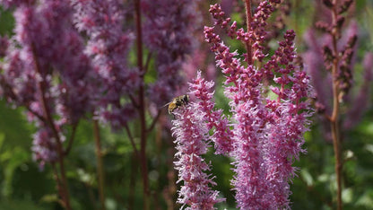 Astilbe chinensis 'Superba'