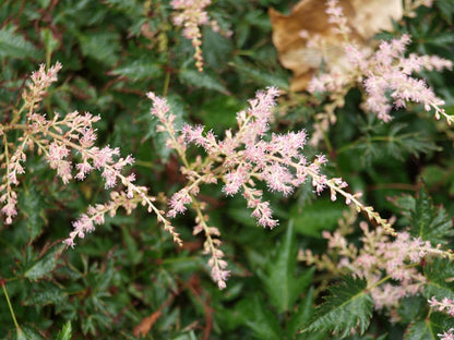 Astilbe (J) 'Rheinland'