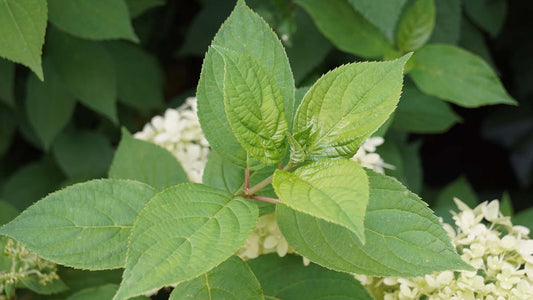 Hydrangea paniculata 'Limelight' Tuinplanten