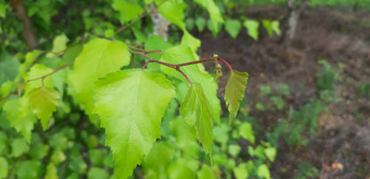 Betula pendula 'Schneverdinger Goldbirke' meerstammig / struik