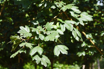 Acer campestre 'Huibers Elegant' leiboom blad