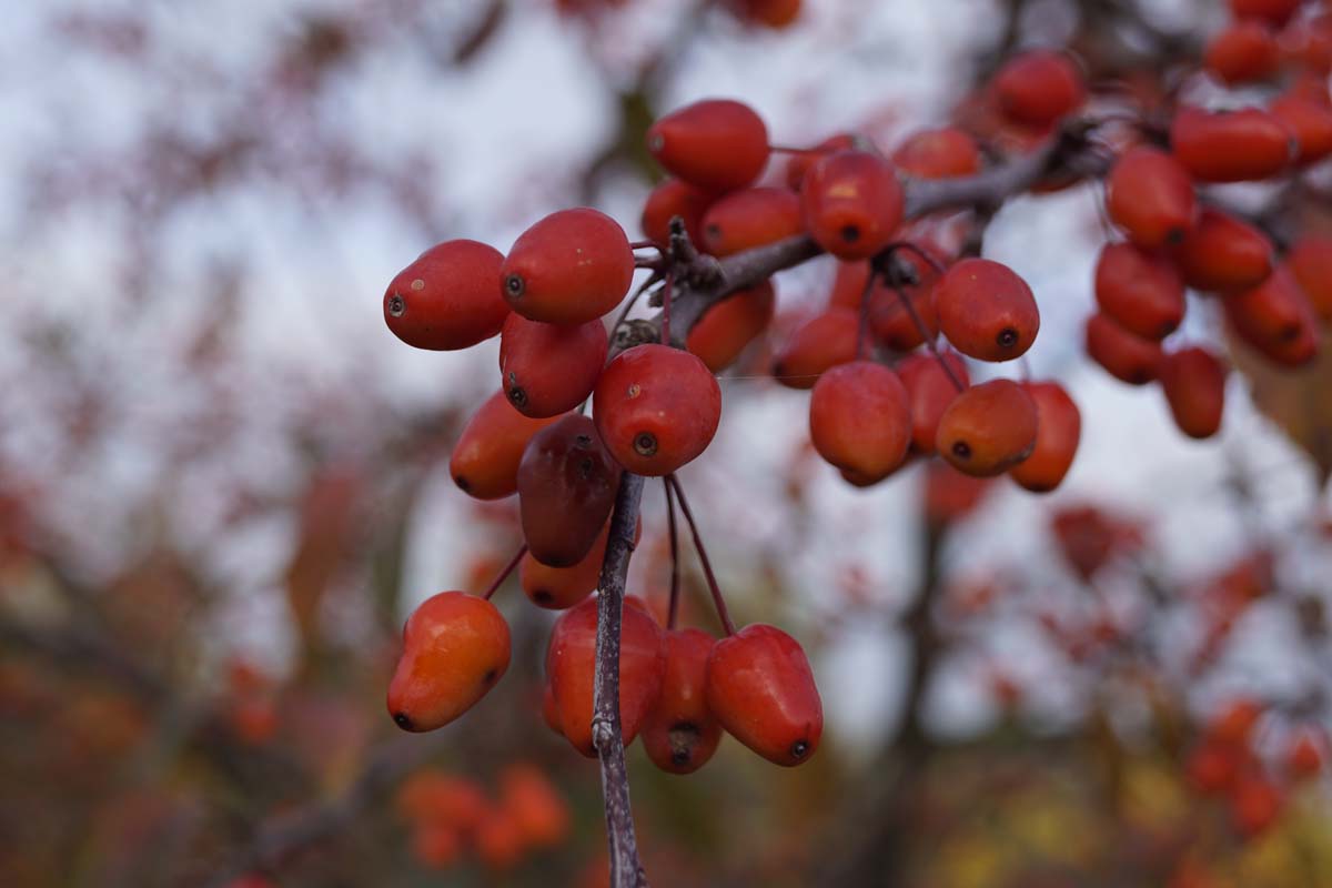 Malus 'Indian Magic' op stam