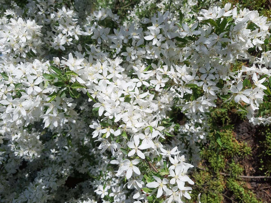 Malus toringo 'Brouwers Beauty' op stam bloem