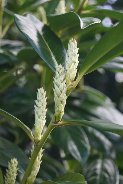 Prunus laurocerasus 'Novita' Tuinplanten