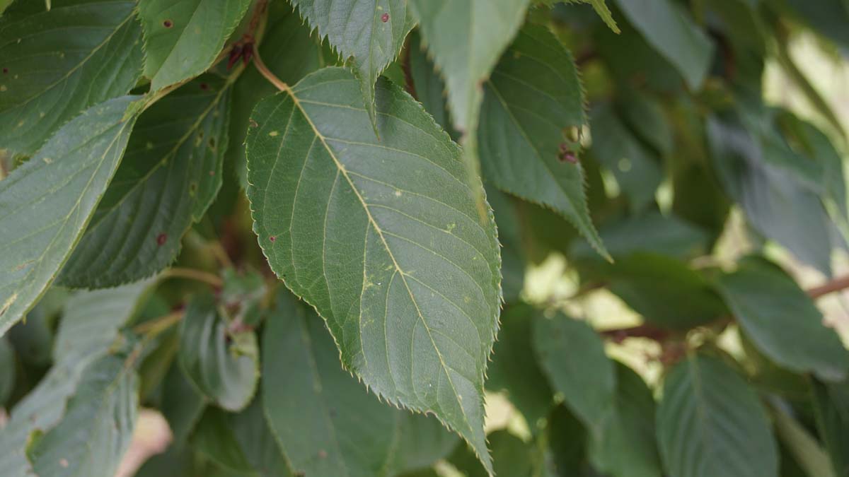 Prunus serrulata 'Fugenzo' op stam blad