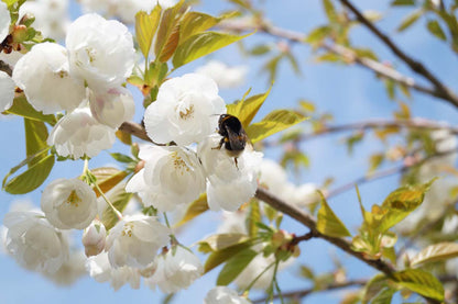 Prunus serrulata 'Shirotae' solitair