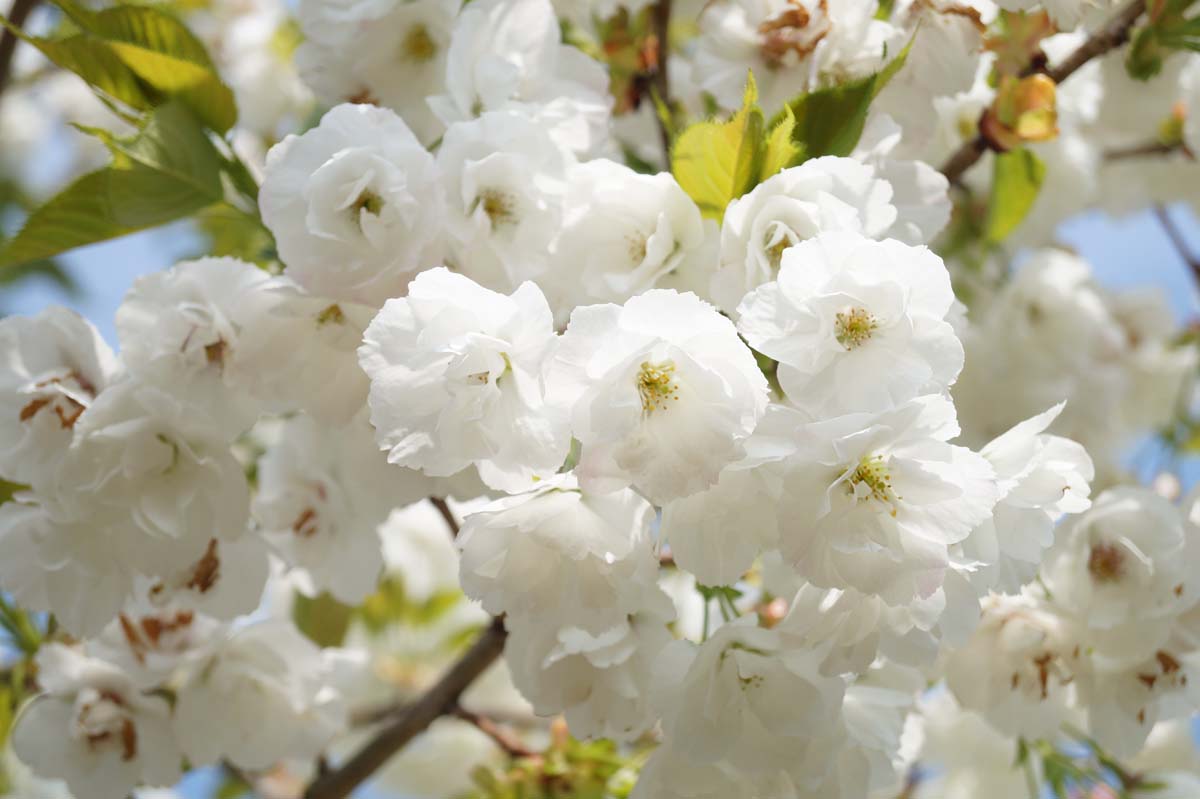 Prunus serrulata 'Shirotae' solitair