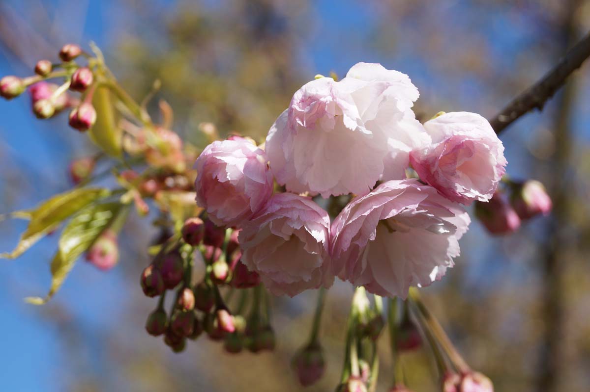 Prunus serrulata 'Shirotae' solitair