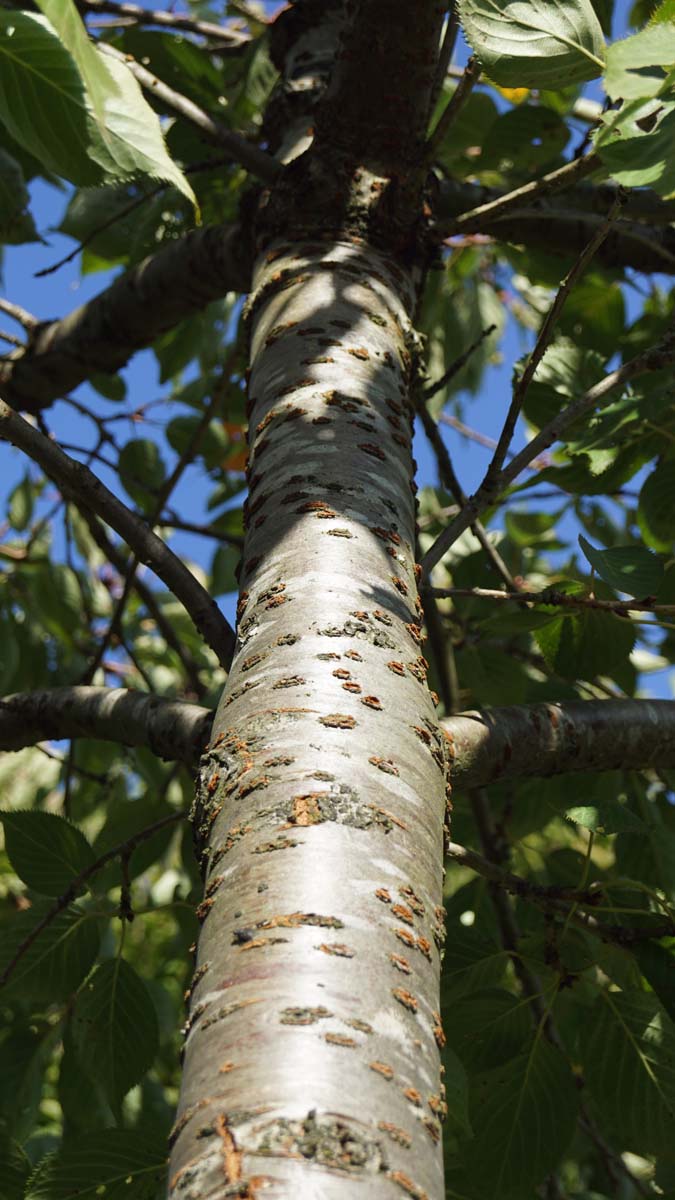 Prunus serrulata 'Shirotae' solitair