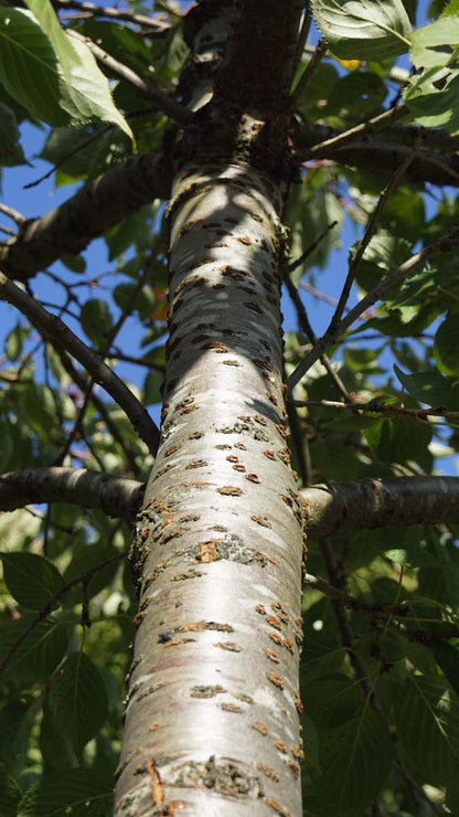 Prunus serrulata 'Shirotae' meerstammig / struik