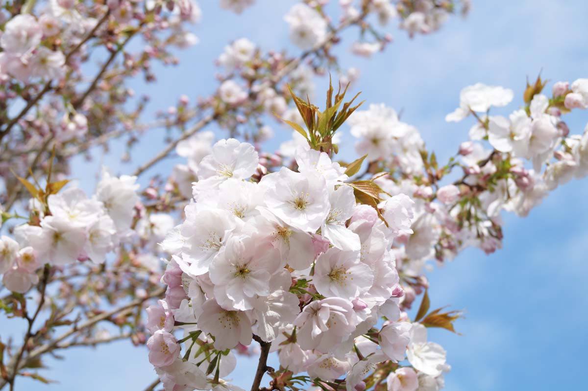 Prunus serrulata 'Sunset Boulevard' leiboom bloesem