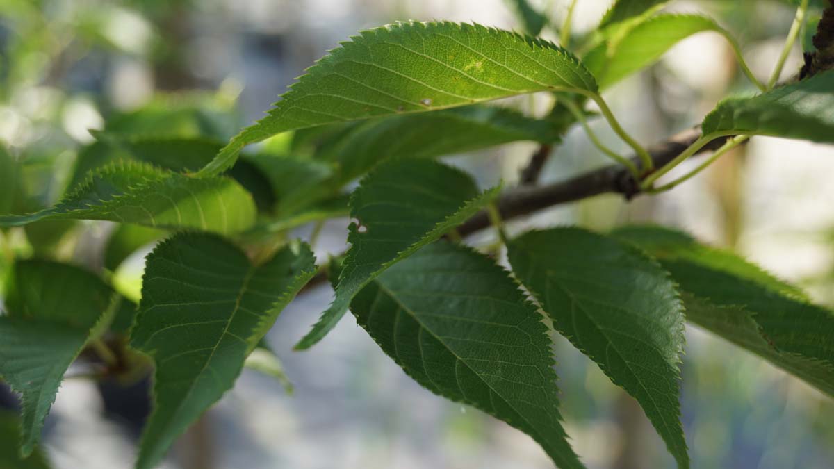 Prunus serrulata 'Sunset Boulevard' leiboom blad