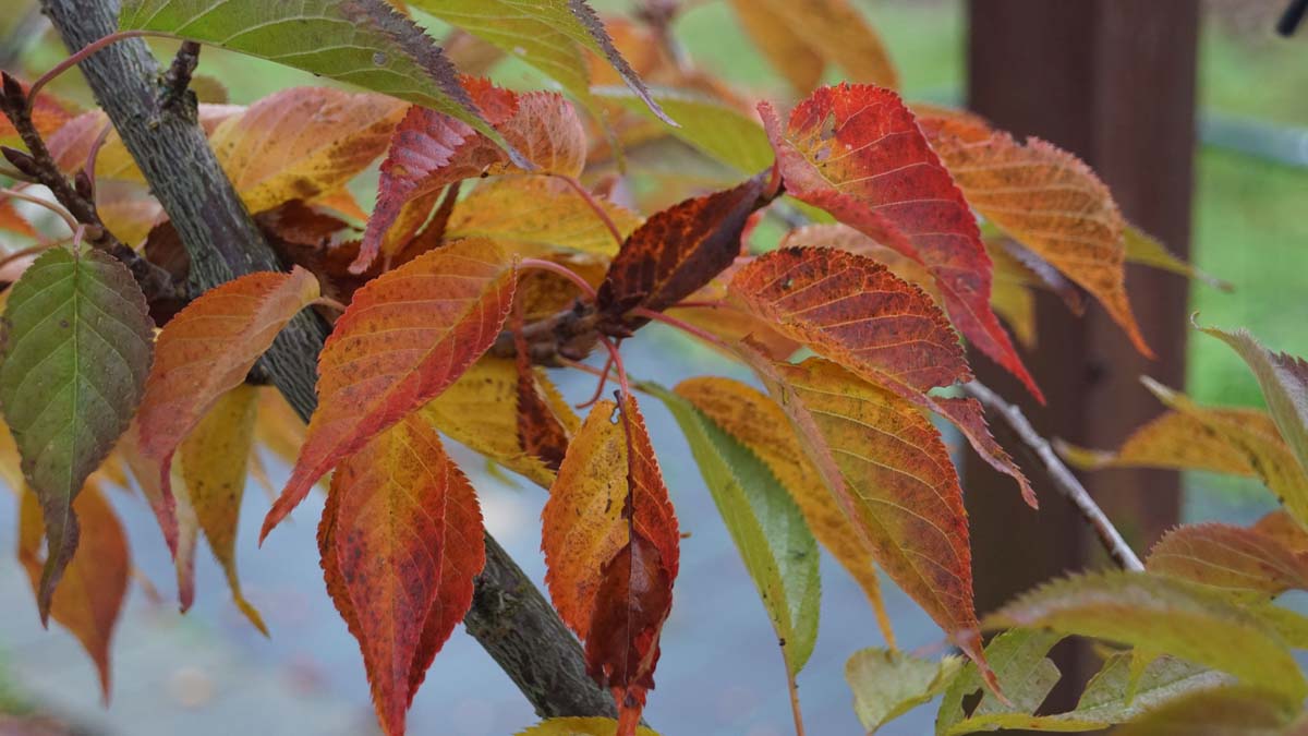 Prunus serrulata 'Sunset Boulevard' leiboom herfstkleur