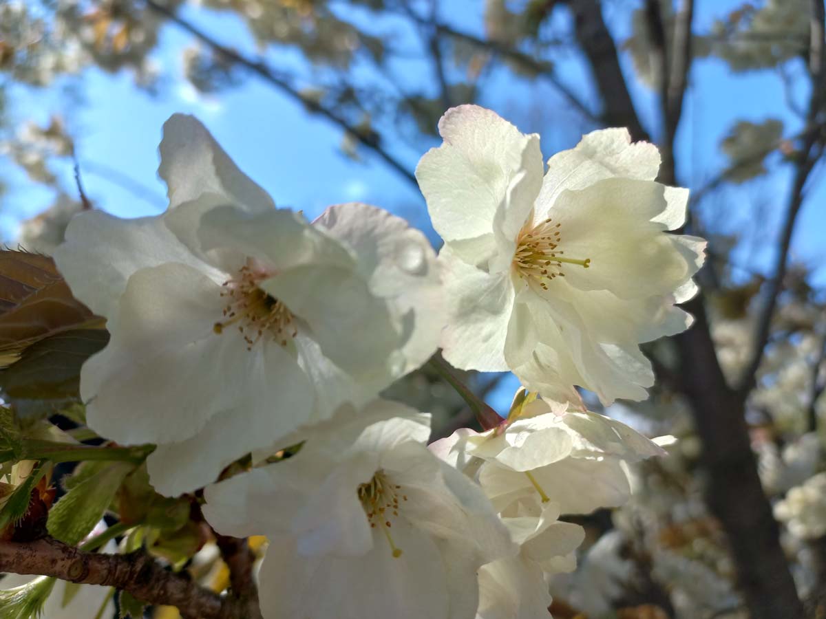 Prunus serrulata 'Ukon' leiboom bloem