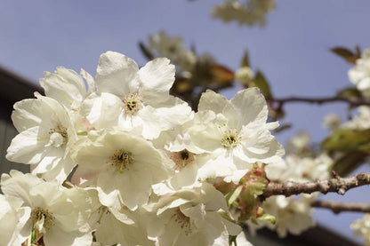 Prunus serrulata 'Ukon' leiboom bloesem