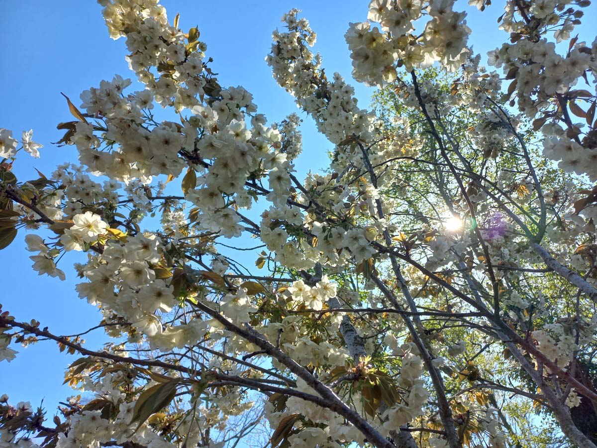 Prunus serrulata 'Ukon' leiboom bloesem