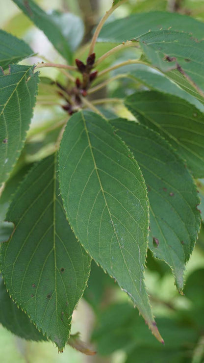 Prunus serrulata 'Ukon' leiboom blad