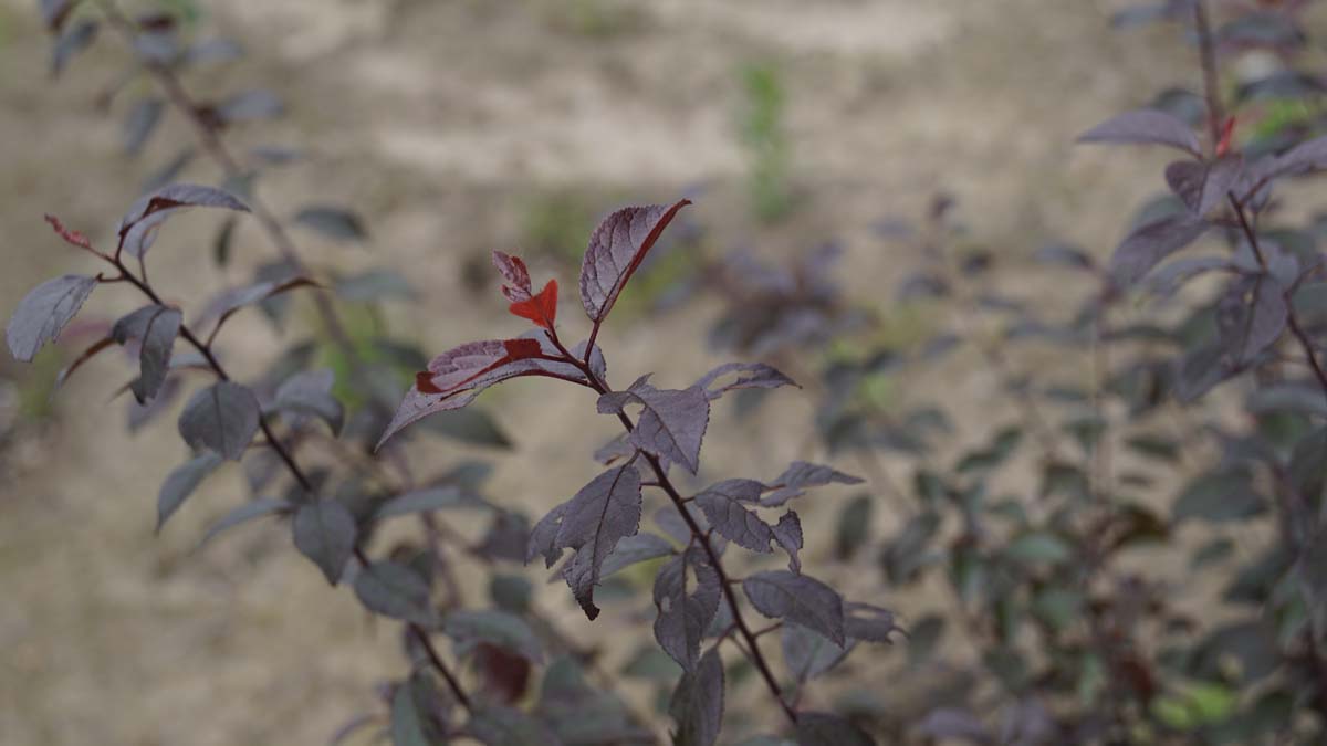 Prunus spinosa 'Purpurea' meerstammig / struik