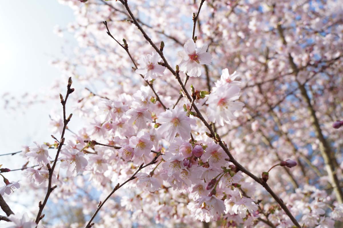 Prunus subhirtella 'Autumnalis' meerstammig / struik