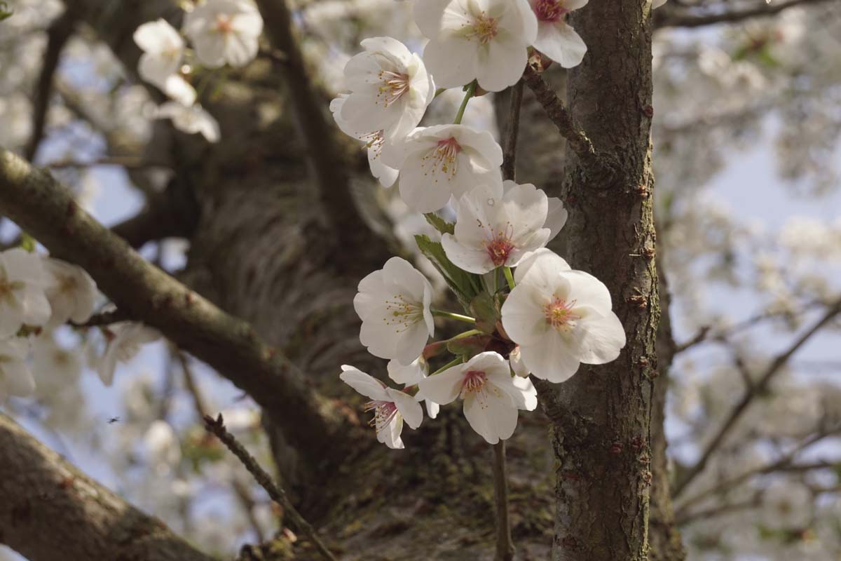 Prunus 'Umineko' leiboom