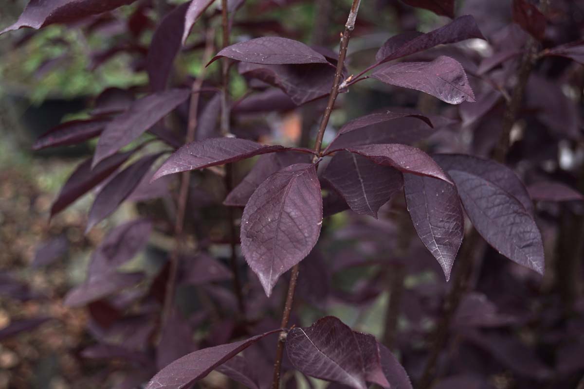 Prunus virginiana 'Canada Red' op stam