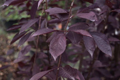 Prunus virginiana 'Canada Red' solitair