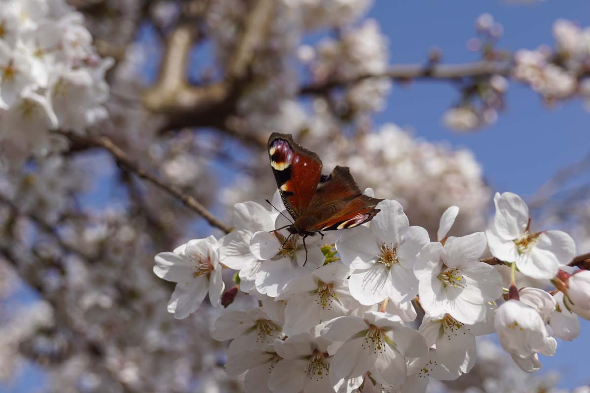 Prunus yedoensis leiboom