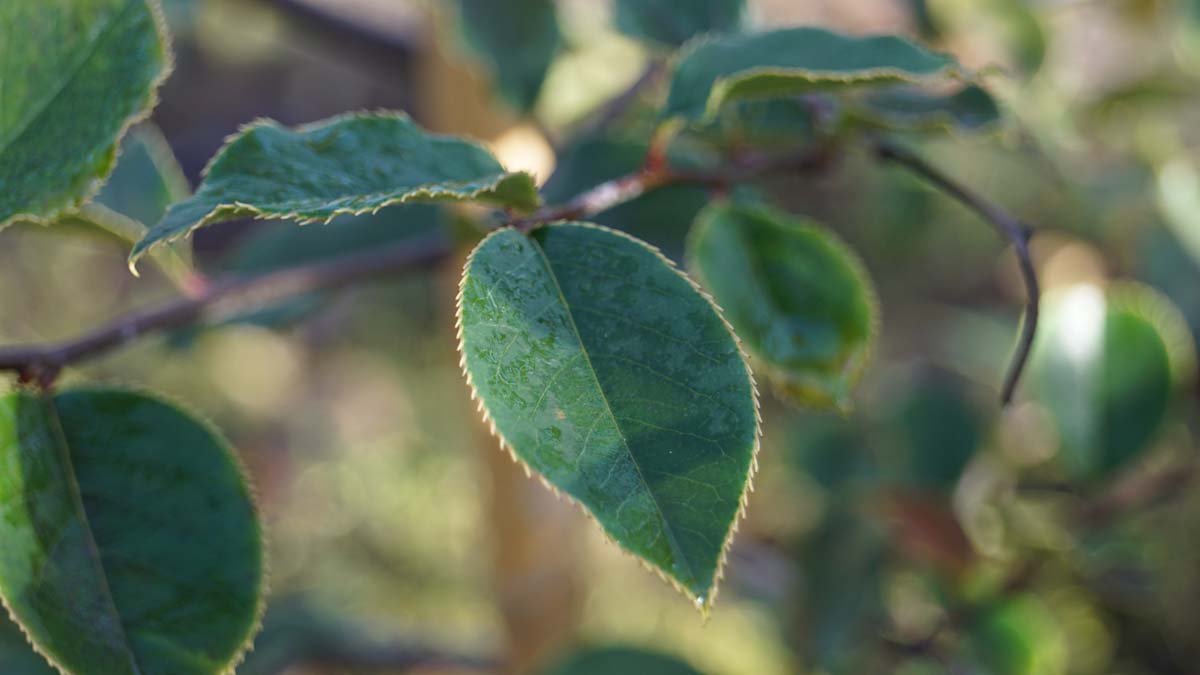 Pseudocydonia sinensis meerstammig / struik blad